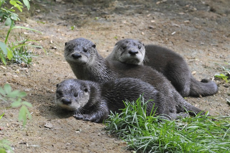 Otterly adorable: The Prospect Park Zoo's new trio of North American river otters